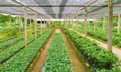 The African Agricultural Technology Foundation (AATF) and the African Union Development Agency-NEPAD (AUDA-NEPAD), have signed a collaboration agreement that will facilitate joint work towards building a market system for the commercialisation of research