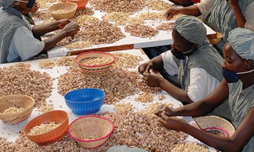 Cashew nut processing and production factory in Sotria B Sarl, Banfora, Burkina Faso.   Alamy/Joerg Boethling