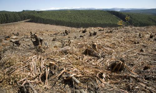 Logged plantation in KwaZulu-Natal, South Africa. Photo: AMO/David Larsen