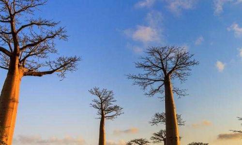 The African Orphan Crops Consortium (AOCC) is an international effort to improve nutrition, productivity and climatic adaptability of some of Africa’s most important food crops