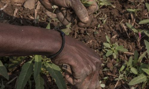 Mradi wa kupunguza ghasia kwenye jamii, CVR ukiwa na wanufaika 2000 huko mjini Bambari, jimbo la Ouaka nchini Jamhuri ya Afrika ya Kati, CAR.  Picha: UN/MINUSCA - Hervé Serefio