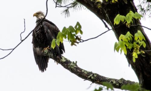 Tai akiwa kwenye tawi wakati wa dhoruba ya mvua ya masika huko Narrowsburg, New York.