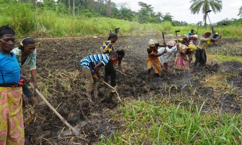 Market gardens have been established in coastal zones of the Democratic Republic of the Congo which provide employment, food and help to protect the environment. (March 2018) Photo Credits: Clotilde Goeman/UNDP