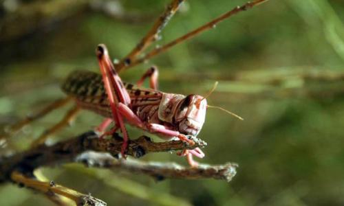 Locusts can devastate crops and pastures.