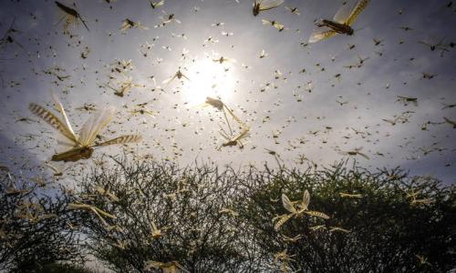 Desert Locust swarms in Kenya.