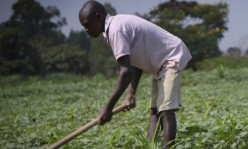 Farmers in Uganda are facing increasingly erratic climatic conditions which are impacting on agricultural production.