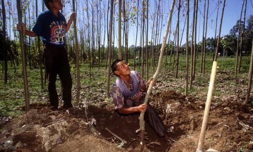 In many rural economies, the forest enterprises of families and communities are major contributors to local livelihoods