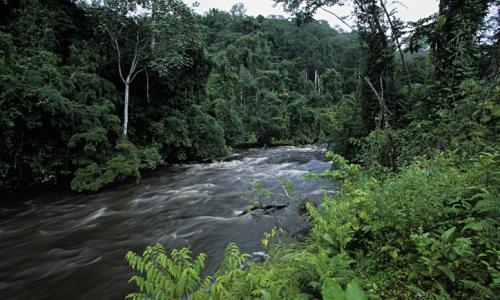 TROPICAL RAINFOREST. WESTERN CONGO BASIN, GABON