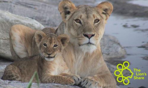 Lionness and cub, Naboisho Conservancy, Maasai Mara, Kenya.