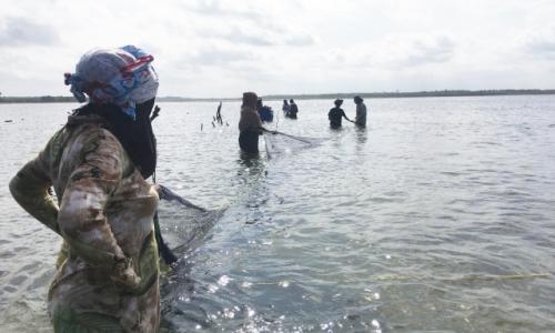 When sea cucumbers are farmed sustainably, they can boost biodiversity and livelihoods in Zanzibar.
