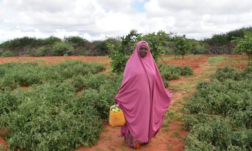 In the Somali region of Ethiopia, recurring droughts and locust invasions were already threatening food security. With COVID-19, the socio-economic impacts being felt across Ethiopia are wide-ranging and serious, with the potential to become severe, the r