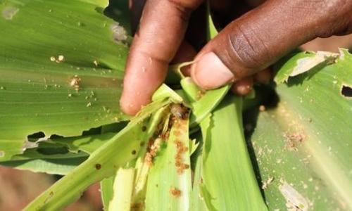 Fall armyworm feeding on maize in Malawi