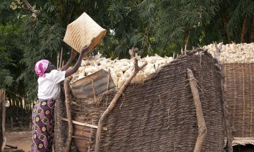 Mmoja wa wafaidika wa msaada wa FAo wa kugawa fedha akipakia mahidi kwenye vihenge vyake kijijini Mzingi nchini Malawi . Hii ni baada ya kuathirika lna el Nino na kuanza kupewa msaada. Picha: FAO/Amos Gumulira