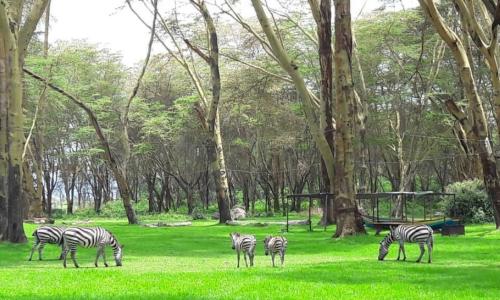 An image of Lake Naivasha in southern-central Kenya.