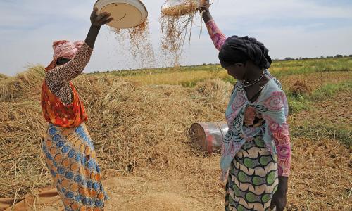 Deux agricultrices cultivent du riz dans une ferme en Mauritanie. Photo: FAO / Michela Paganini
