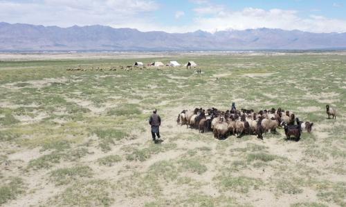 Wakuchi, jamii hii ya kuhamahama kutoka Afghanistan, mara nyingi hupata kipato chao kwa uchungaji wa mbuzi, kondoo na ngamia lakini mlipuko wa COVID-19 umekuwa mwiba kwao.
