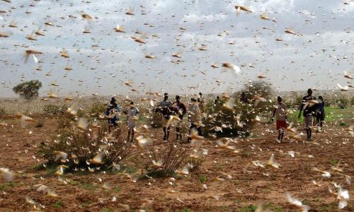 A swarm of desert locusts fill the sky near a farm.