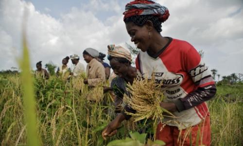 Women harvesting rice in Carysburg, Liberia.  Photo: Panos/Aubrey Wade