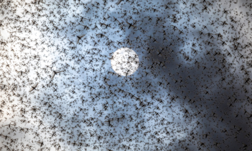 Desert Locust Swarms