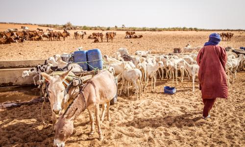 Transhumant herder and families accounts for an estimated 20 per cent of the total population in West and Central Africa, are forced to stop their seasonal migration as a result of border closures.