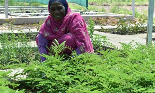 A woman tends to saplings in the tree nursery in Al Jabalain, Sudan.