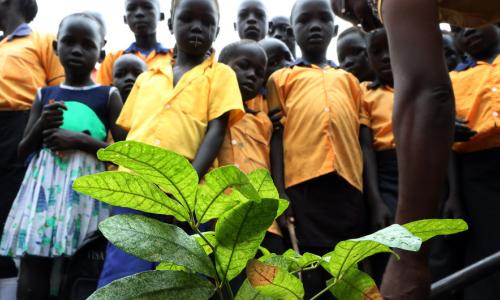 Trees donated by the UN peacekeeping mission in South Sudan, UNMISS are planted at the Exodus Junior Academy in the capital, Juba. (October 2018) Photo Credits: UNMISS/Eric Kanalstein