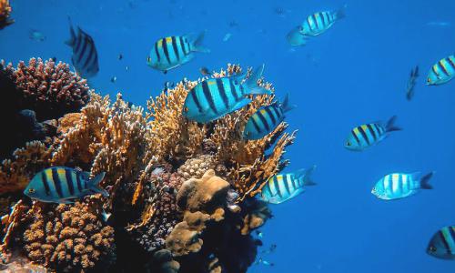 Red Sea reef