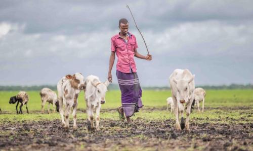Man in field with cattle.