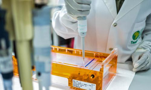 Malaria vaccine being prepared.