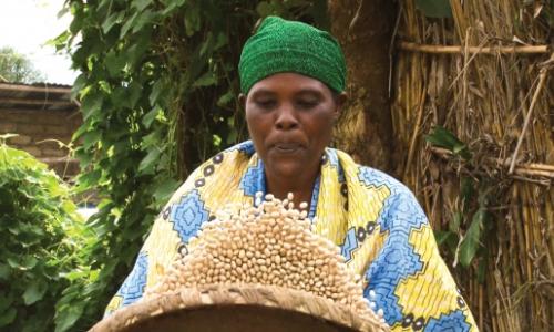 A woman harvests high iron beans in Northern Province, Rwanda. Photo: HarvestPlus/Angoor Studios