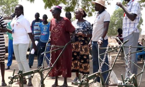 Ox ploughs have been delivered to women's groups in Rumbek North to enable the cultivation of larger areas.