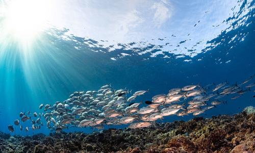 A school of Travally fish in the Solomon Islands
