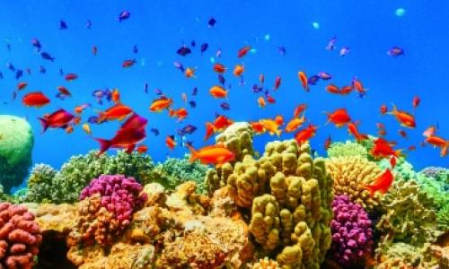 An underwater view of fishes and coral reef in the Red Sea near Marsa Alam, Egypt