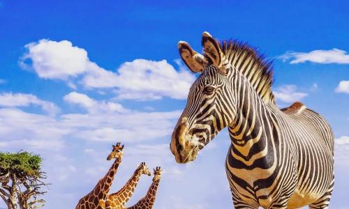 A zebra and three giraffes