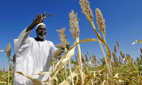Harvesting sorghum in Sudan