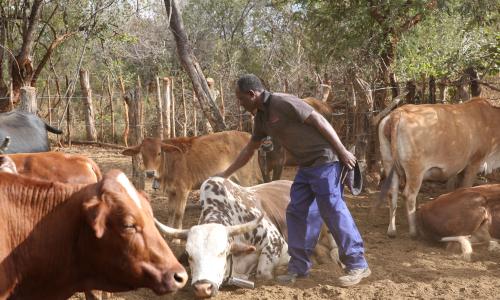 Cattle farmer Msinanga produces supplemental feed for his cattle in Zimbabwe.