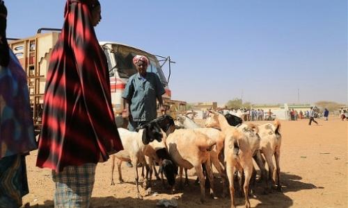 Burcao - Somaliland's largest livestock market. Photo: ISTVS/Apollo Habtamu/Flickr