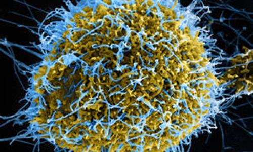 Virus Ebola Photo : ONU