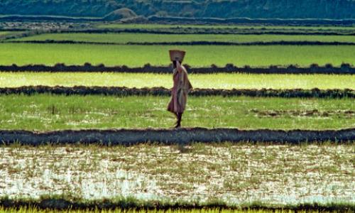 Rice farming in Madagascar