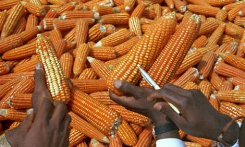 Examining high-quality corn for future cultivation in Cameroon