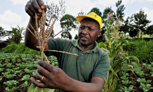 A farmer in Mount Kenya region in Kenya. Photo: CIAT/Neil Palmer