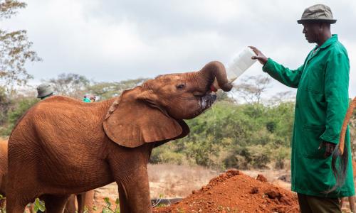 Rescued orphan elephants at David Sheldrick Wildlife Trust in Kenya.