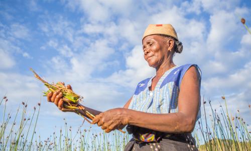 Vivienne Rakotoarisoa harvests a reed known locally as Rambo (scientific name: Lepironia articulate) on her small plot of land in Mangatsiotra village in Madagascar’s coastal Vatovavy Fitovinany region, which she will later craft into baskets and mats to sell at a nearby market.