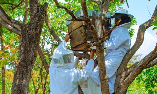 Project participants learn to install a modern beehive in Bailundo, Angola.