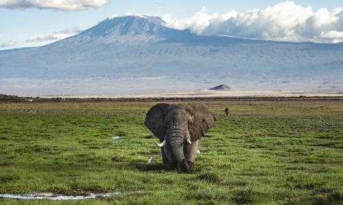 Bull Elephant in front of Kilimanjaro, Amboseli National Park.