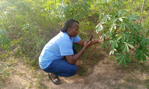 A smallholder farmer in rural Africa uses the AI-powered PlantVillage mobile app to tackle crop pests and adapt to the challenges of climate change.