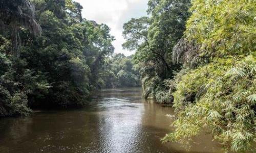 Gola Rainforest spans the border between Liberia and Sierra Leone.