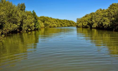 Mangroves, Madagascar. As part of the Great Blue Wall initiative, the goal is to safeguard 30% of the countries' Exclusive Economic Zones by 2030, focusing on achieving a net gain in critical ecosystems such as mangroves, corals, and seagrasses.