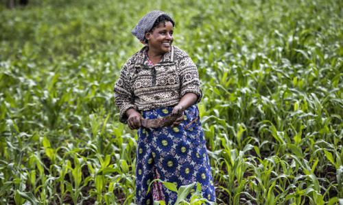 A farmer in Kenyan field.