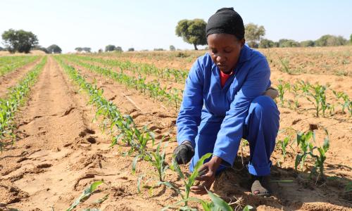 Shamba la mahindi katika Namibia.